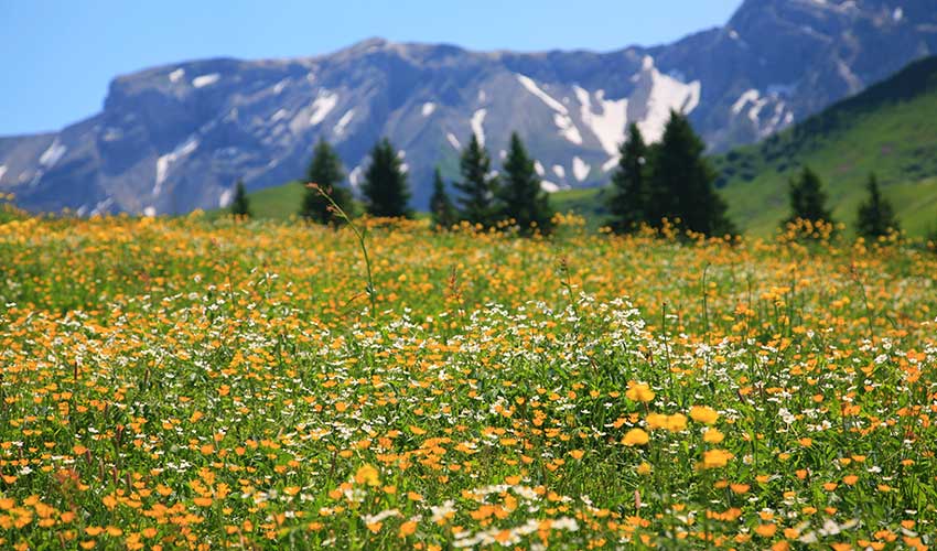 Alpine Meadows